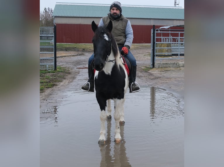 Pintos Mix Merrie 7 Jaar 152 cm Gevlekt-paard in Buttstädt