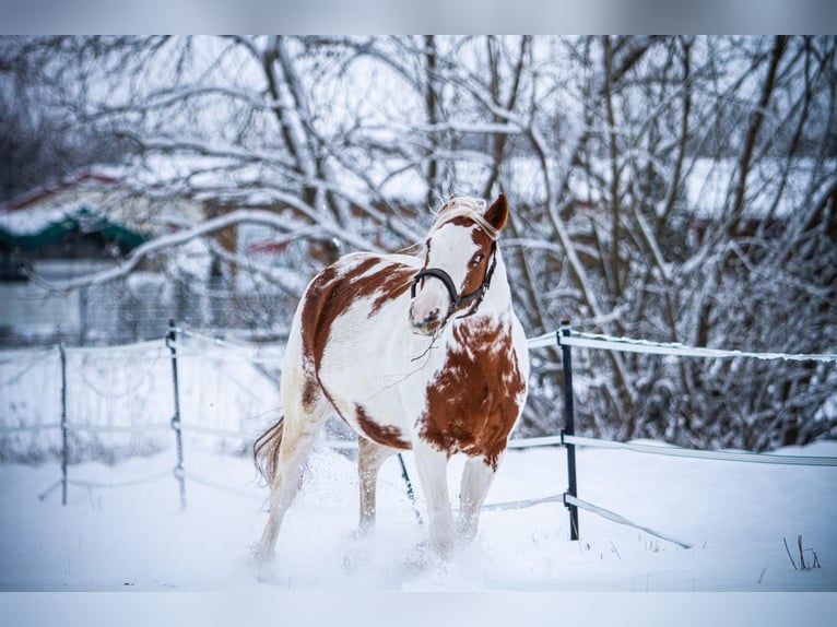 Pintos Mix Merrie 7 Jaar 157 cm Gevlekt-paard in Schenklengsfeld