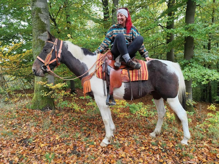 Pintos Merrie 7 Jaar 158 cm Gevlekt-paard in Linkenbach