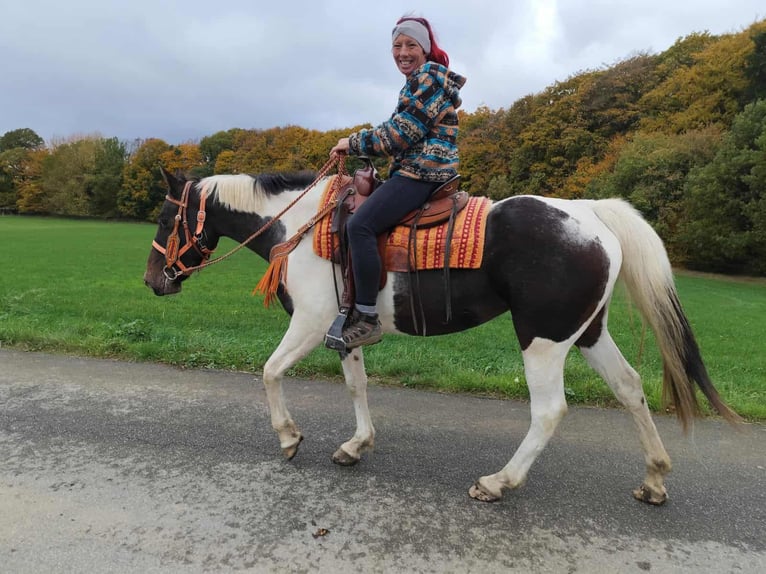 Pintos Merrie 7 Jaar 158 cm Gevlekt-paard in Linkenbach