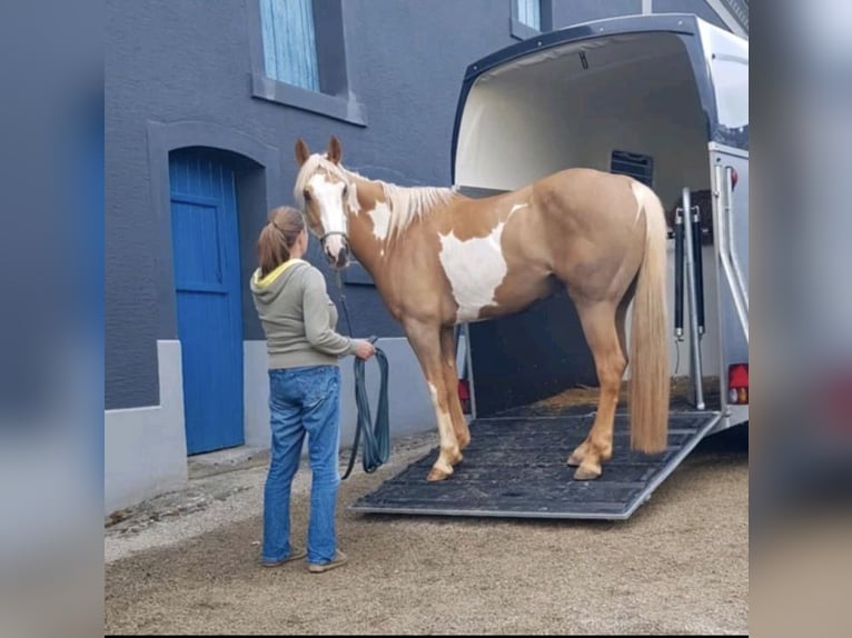 Pintos Merrie 7 Jaar 160 cm Palomino in Nadrin