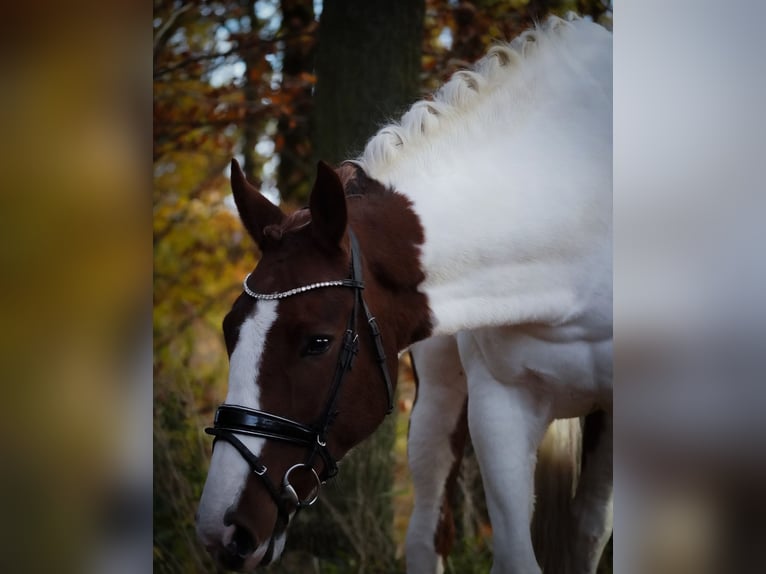 Pintos Merrie 7 Jaar 162 cm Gevlekt-paard in Nettersheim