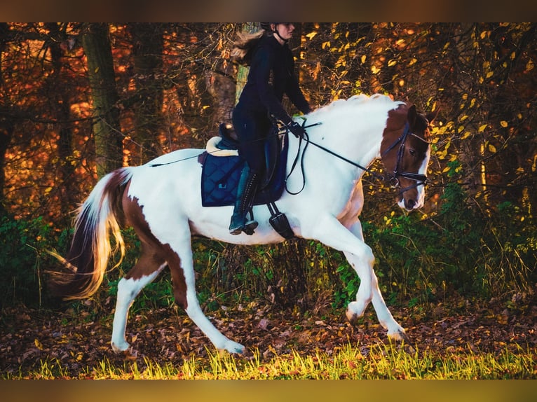 Pintos Merrie 7 Jaar 162 cm Gevlekt-paard in Nettersheim