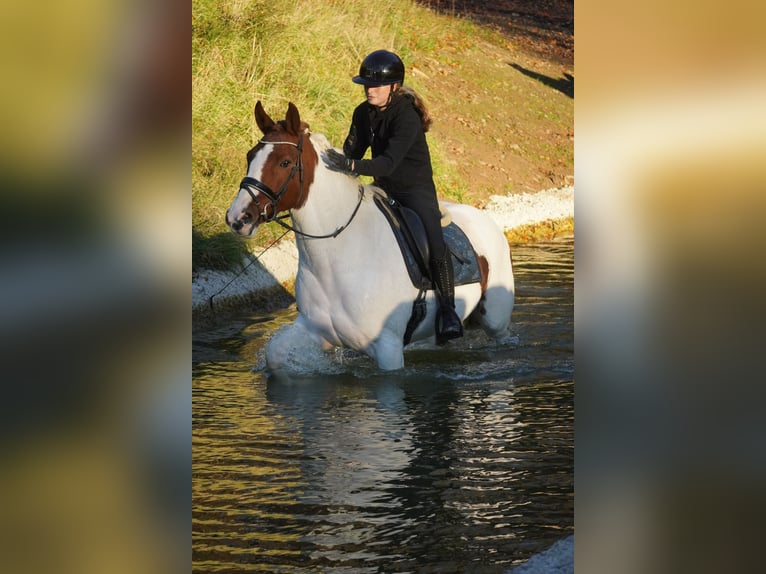 Pintos Merrie 7 Jaar 162 cm Gevlekt-paard in Nettersheim