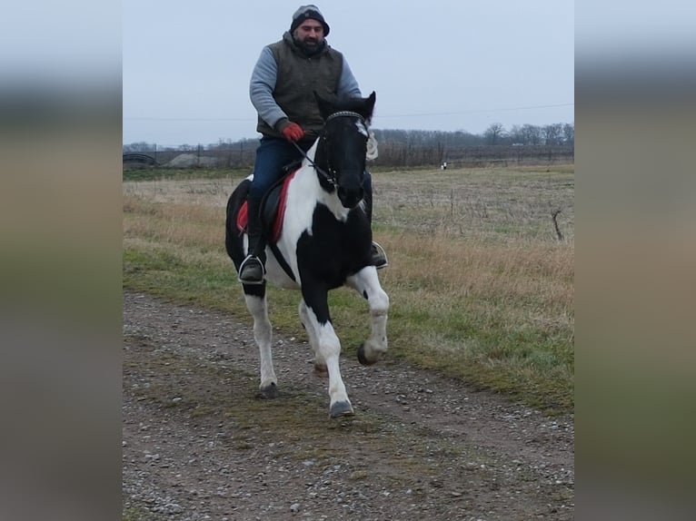 Pintos Mix Merrie 7 Jaar Gevlekt-paard in Buttstädt