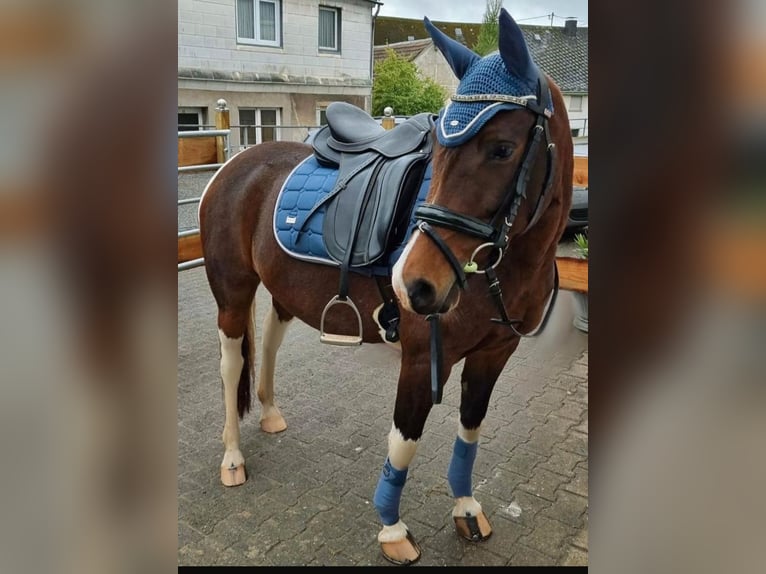 Pintos Mix Merrie 8 Jaar 146 cm Gevlekt-paard in Hattgenstein