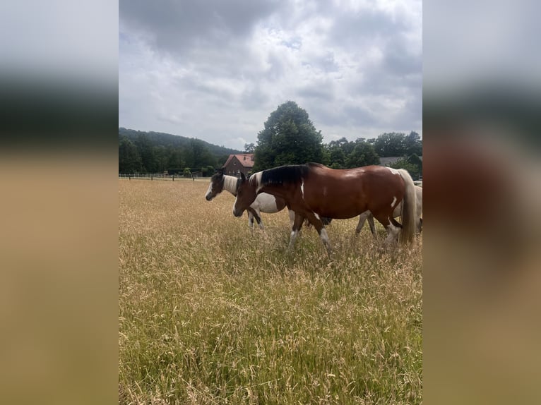 Pintos Mix Merrie 8 Jaar 158 cm Gevlekt-paard in Recke