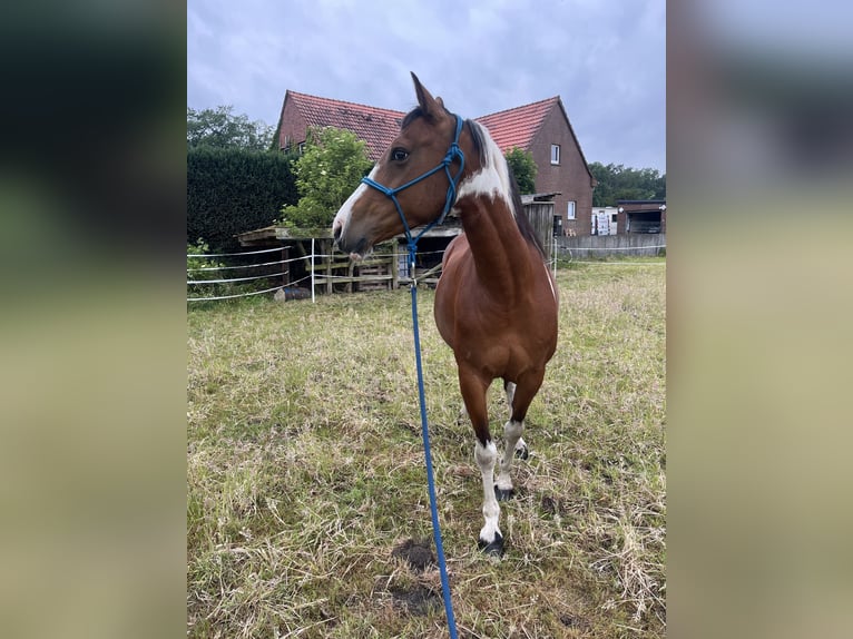 Pintos Mix Merrie 8 Jaar 158 cm Gevlekt-paard in Recke