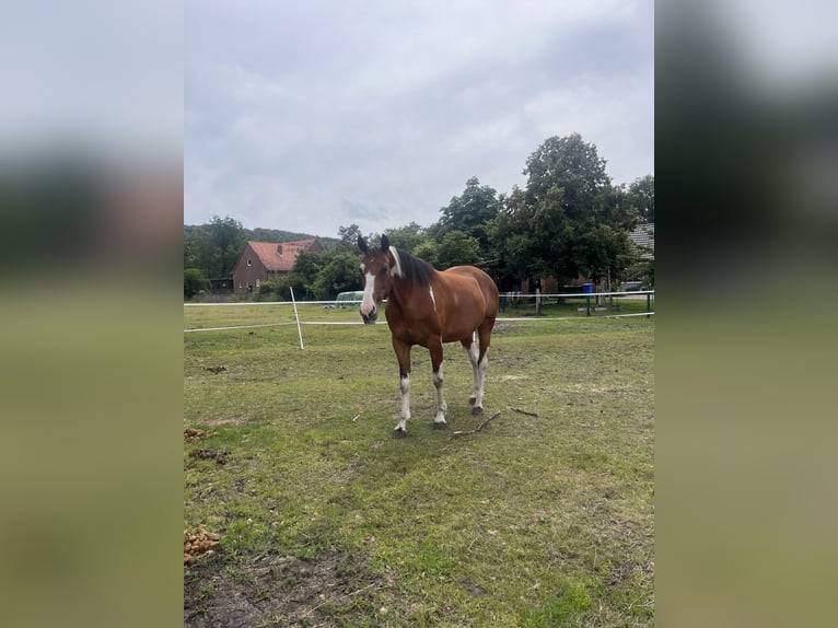 Pintos Mix Merrie 8 Jaar 158 cm Gevlekt-paard in Recke