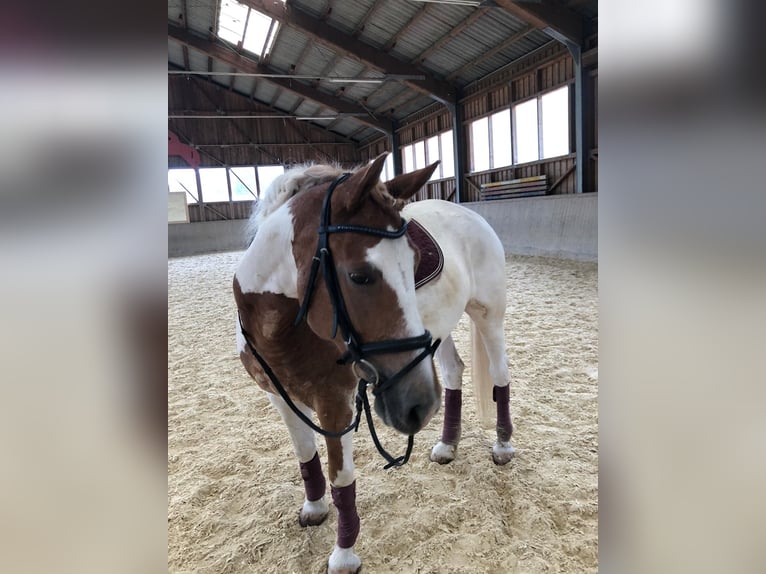 Pintos Mix Merrie 8 Jaar 160 cm Gevlekt-paard in Kreut