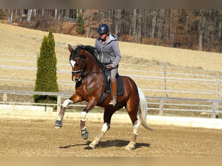 Pintos Merrie 8 Jaar 165 cm Gevlekt-paard in St Marein bei Graz