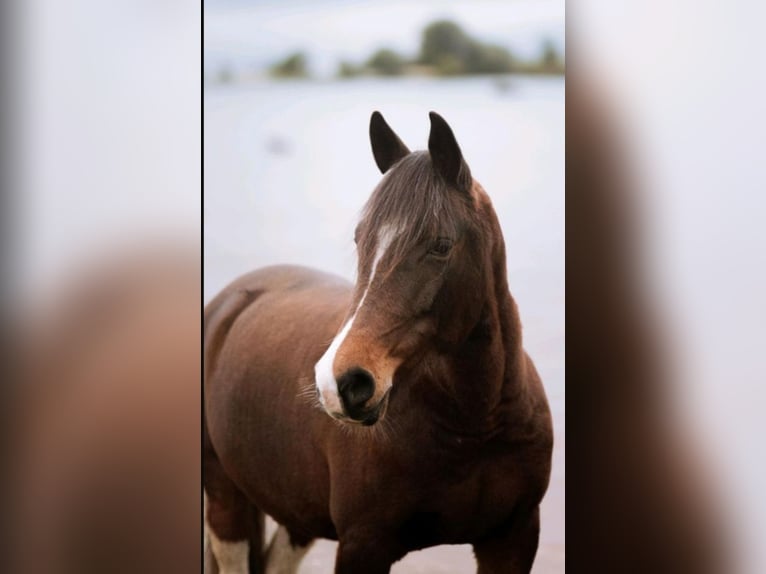 Pintos Mix Merrie 9 Jaar 145 cm Gevlekt-paard in Hattgenstein