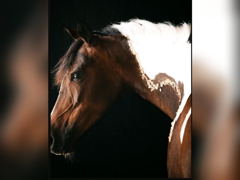 Pintos Mix Merrie 9 Jaar 145 cm Gevlekt-paard in Hattgenstein