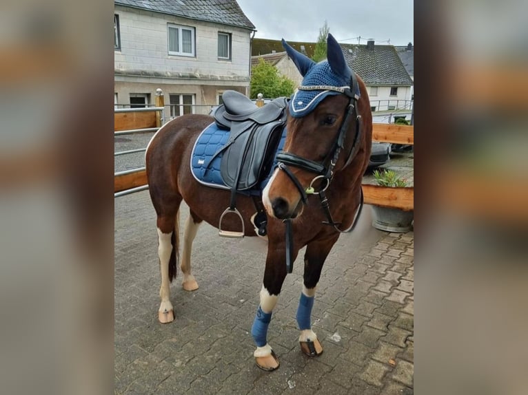 Pintos Mix Merrie 9 Jaar 145 cm Gevlekt-paard in Hattgenstein