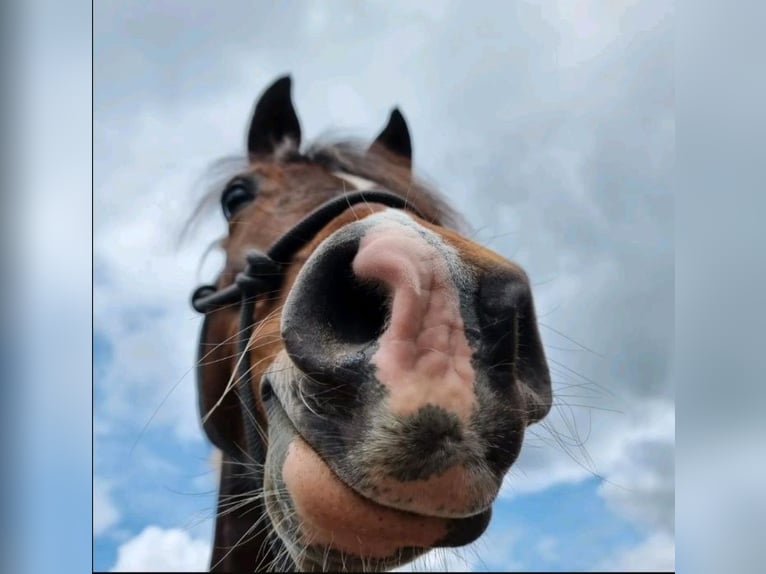 Pintos Mix Merrie 9 Jaar 145 cm Gevlekt-paard in Hattgenstein