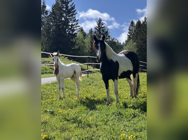 Pintos Mix Merrie 9 Jaar 155 cm Gevlekt-paard in Katsch