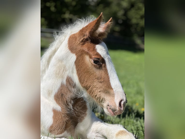 Pintos Mix Merrie 9 Jaar 155 cm Gevlekt-paard in Katsch