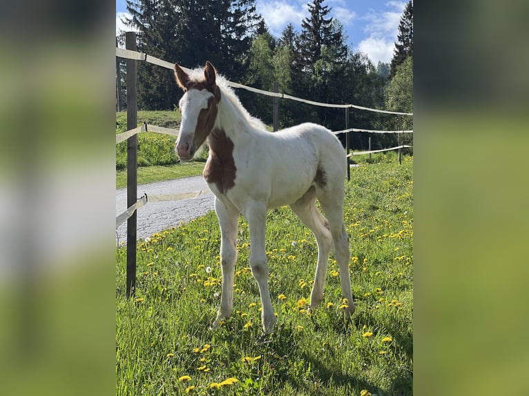 Pintos Mix Merrie 9 Jaar 155 cm Gevlekt-paard in Katsch