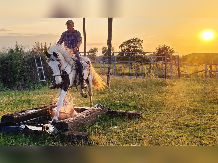 Pintos Mix Merrie 9 Jaar 165 cm Gevlekt-paard in Maarkedal