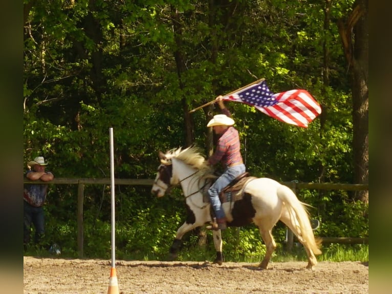 Pintos Mix Merrie 9 Jaar 165 cm Gevlekt-paard in Maarkedal