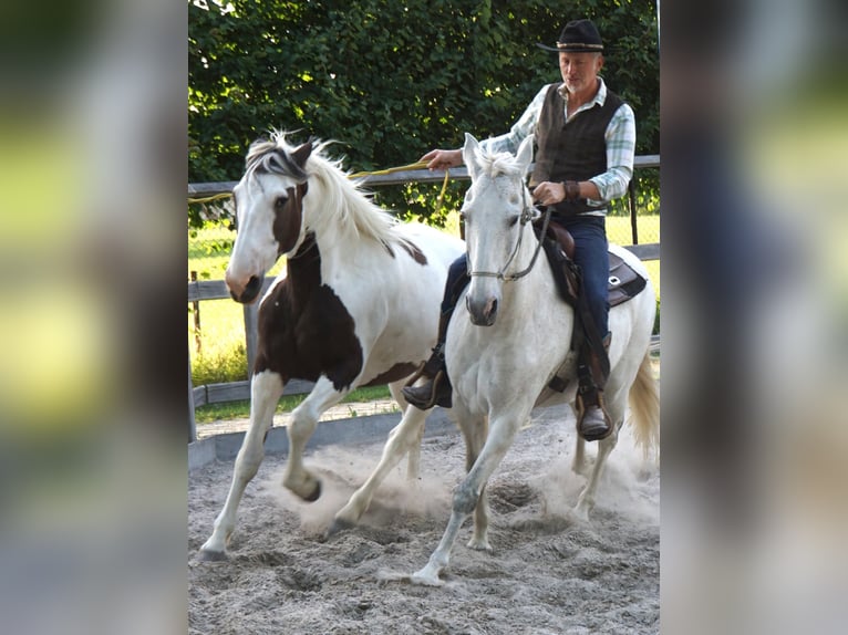 Pintos Mix Merrie 9 Jaar 165 cm Gevlekt-paard in Maarkedal
