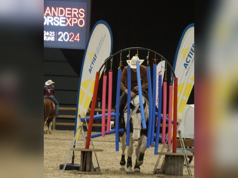 Pintos Mix Merrie 9 Jaar 165 cm Gevlekt-paard in Maarkedal