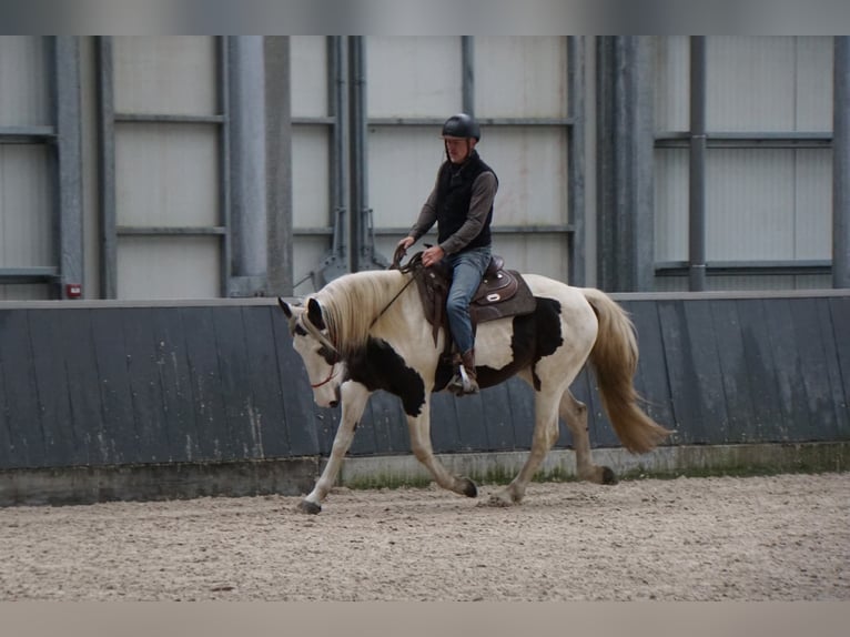 Pintos Mix Merrie 9 Jaar 165 cm Gevlekt-paard in Maarkedal