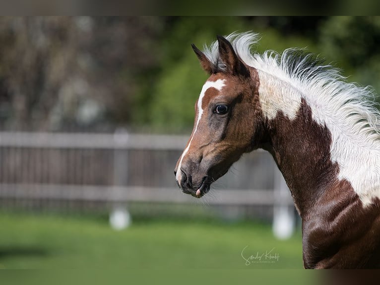 Pintos Merrie Veulen (07/2025) 155 cm Gevlekt-paard in Blankenhain