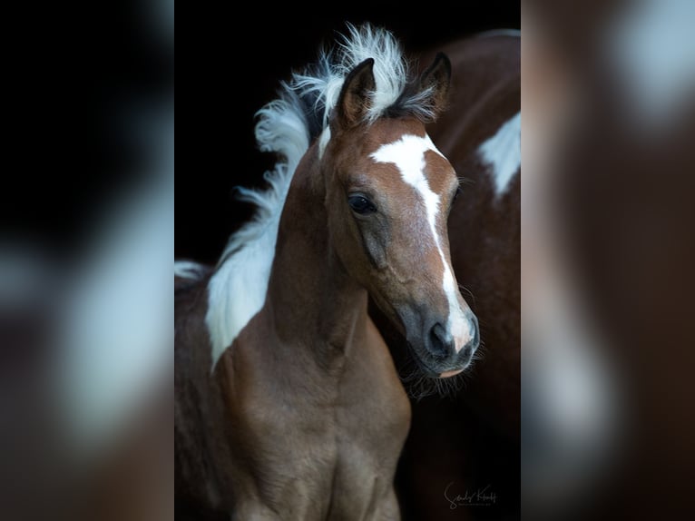 Pintos Merrie Veulen (07/2025) 155 cm Gevlekt-paard in Blankenhain