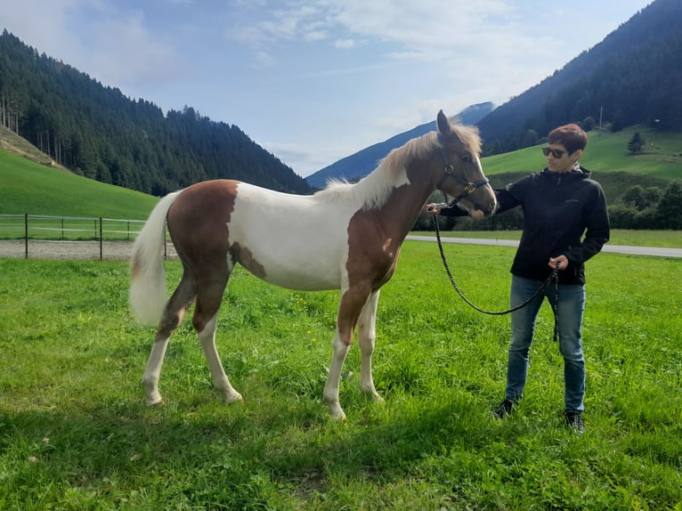 Pintos Mix Merrie Veulen (04/2025) 157 cm Gevlekt-paard in Gries im Sellrain