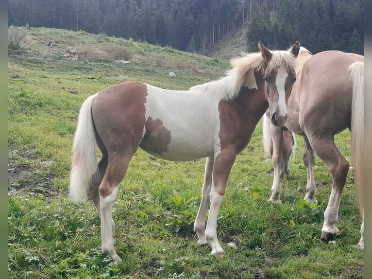 Pintos Mix Merrie Veulen (04/2025) 157 cm Gevlekt-paard in Gries im Sellrain