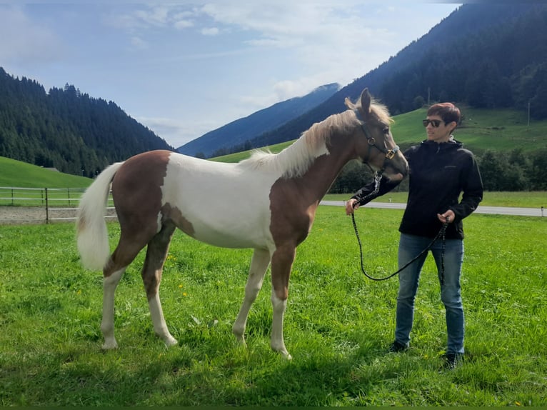 Pintos Mix Merrie Veulen (03/2025) 157 cm Gevlekt-paard in Gries im Sellrain