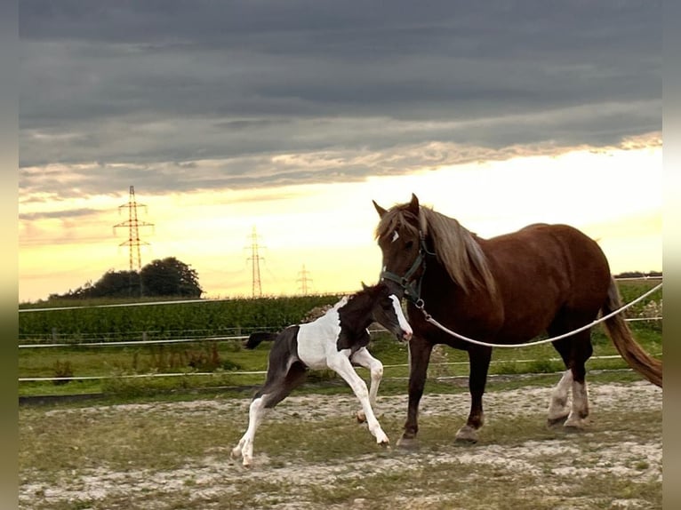 Pintos Mix Merrie veulen (08/2024) 160 cm Gevlekt-paard in Geretsberg