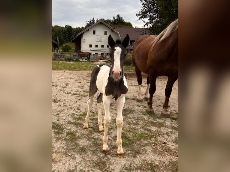 Pintos Mix Merrie veulen (08/2024) 160 cm Gevlekt-paard in Geretsberg