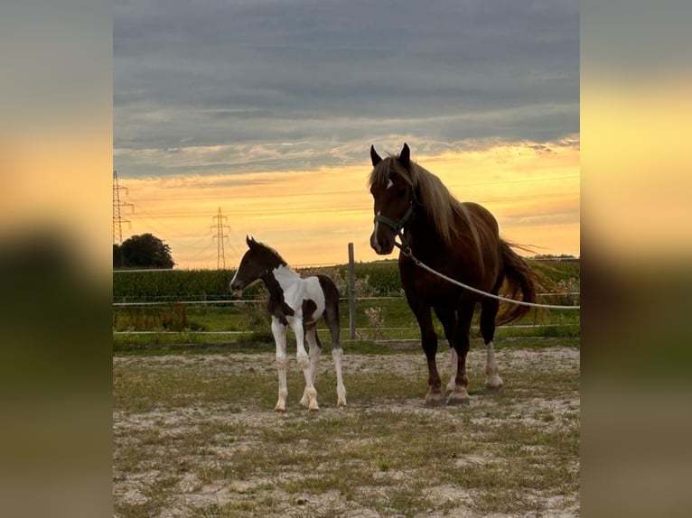 Pintos Mix Merrie veulen (08/2024) 160 cm Gevlekt-paard in Geretsberg