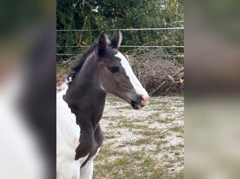 Pintos Mix Merrie veulen (08/2024) 160 cm Gevlekt-paard in Geretsberg