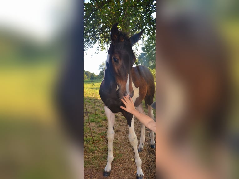 Pintos Mix Merrie veulen (05/2024) 160 cm Gevlekt-paard in Treffurt