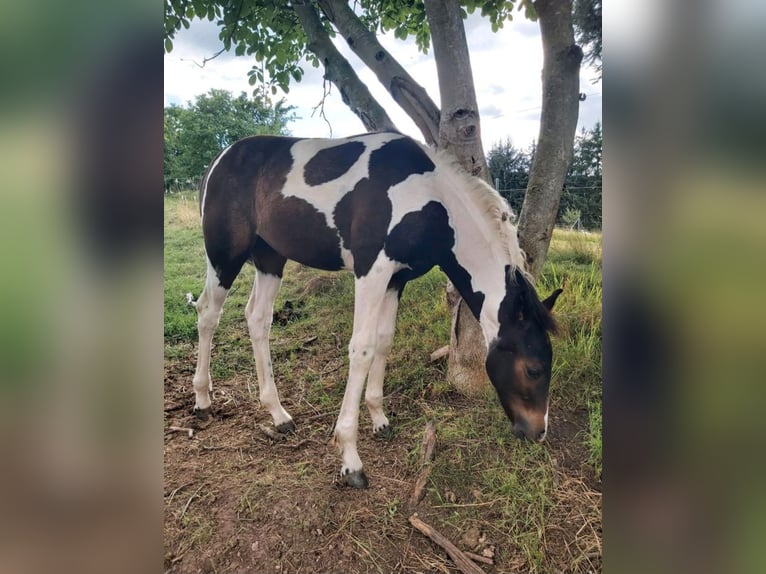 Pintos Mix Merrie veulen (05/2024) 160 cm Gevlekt-paard in Treffurt