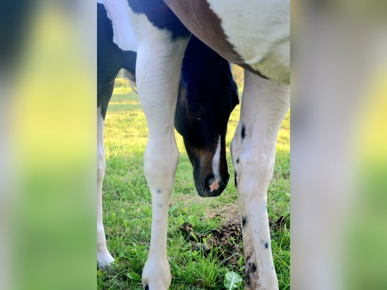 Pintos Mix Merrie veulen (05/2024) 160 cm Gevlekt-paard in Treffurt