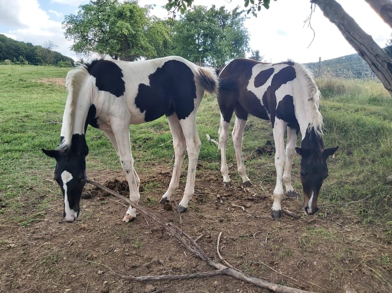 Pintos Mix Merrie veulen (05/2024) 160 cm Gevlekt-paard in Treffurt