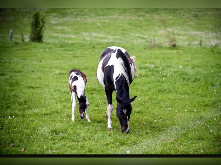 Pintos Mix Merrie veulen (05/2024) 160 cm Gevlekt-paard in Treffurt