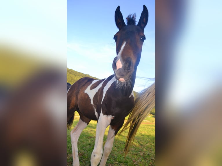 Pintos Mix Merrie veulen (05/2024) 160 cm Gevlekt-paard in Treffurt