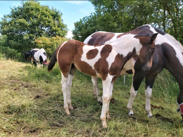 Pintos Mix Merrie veulen (05/2024) 160 cm Gevlekt-paard in Treffurt