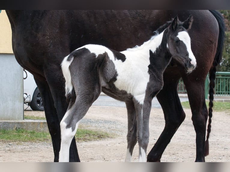 Pintos Merrie Veulen (03/2026) Gevlekt-paard in Sieghartsreith