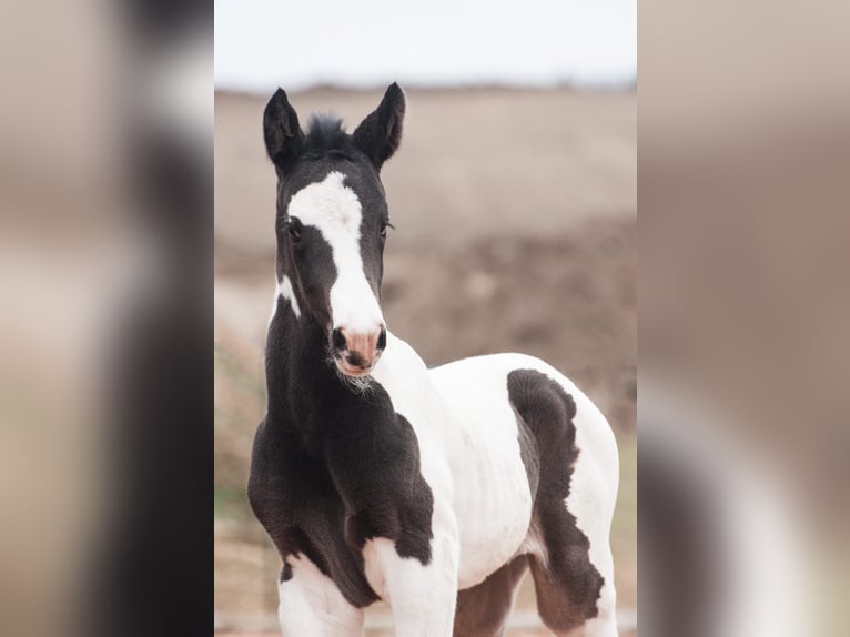 Pintos Merrie  Gevlekt-paard in Etzelsreith