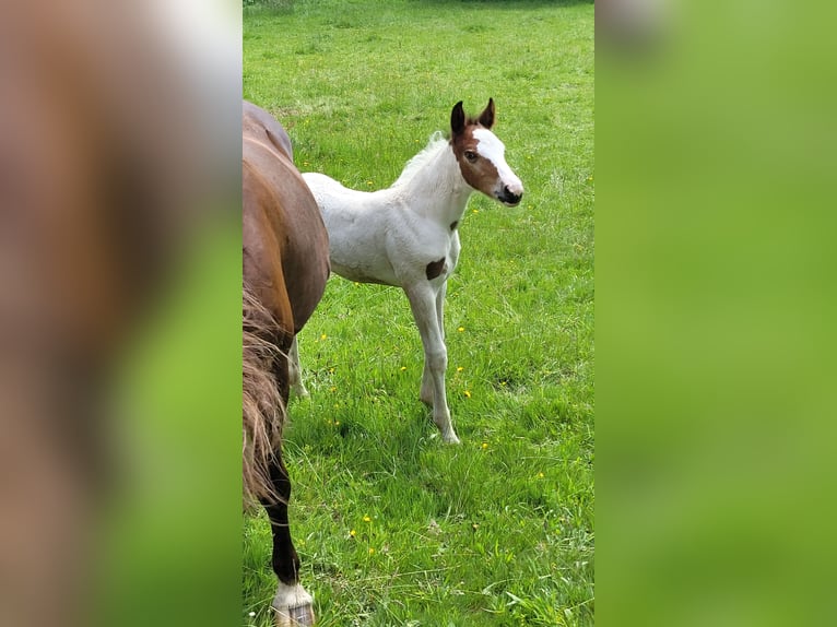 Pintos Mix Merrie  Gevlekt-paard in Bad Lauterberg