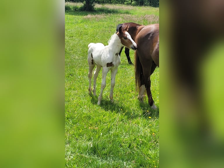 Pintos Mix Merrie  Gevlekt-paard in Bad Lauterberg