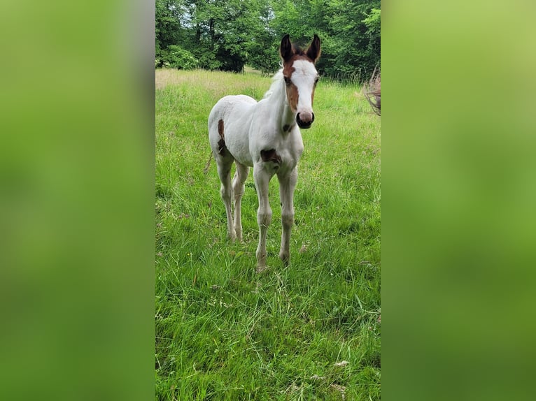 Pintos Mix Merrie  Gevlekt-paard in Bad Lauterberg
