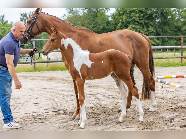 Pintos Merrie Veulen (06/2026) Gevlekt-paard in Falkenburg