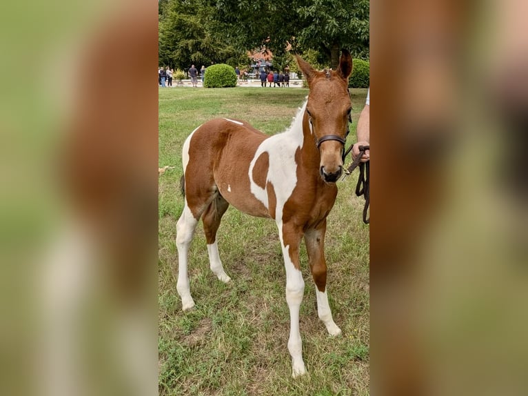 Pintos Merrie Veulen (06/2026) Gevlekt-paard in Falkenburg